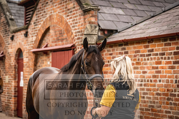 Goffs Yorton Sale 2022-3