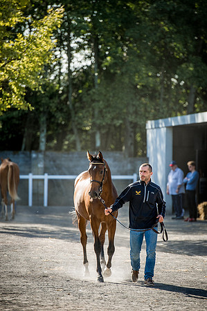 Goffs Orby 2015 -369