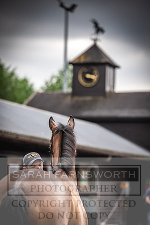 Goffs UK Spring Sale 2024-144