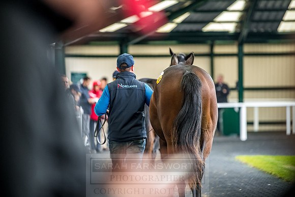 Goffs Orby 2018 Day 1-163
