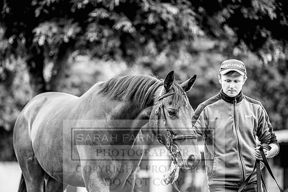 Goffs Land Rover Sale 2022-401