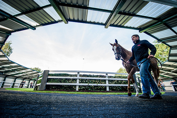 Goffs Orby 2015 -320