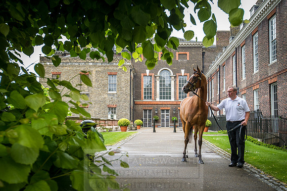 Goffs London Sale 2016-78