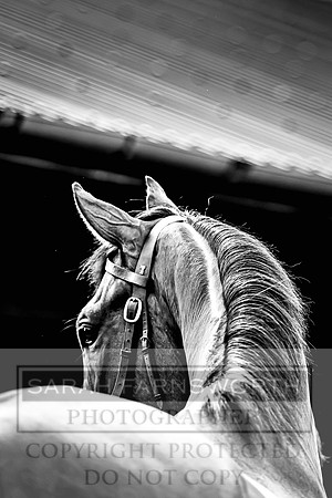 Goffs UK Spring Sale 2024-38