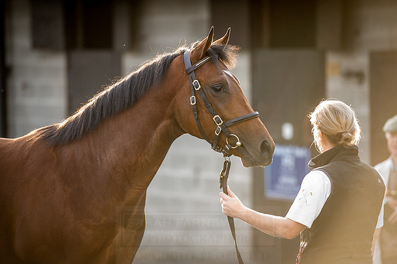 Goffs Orby 2015 -429