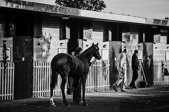 Goffs Orby 2015 -210 bw