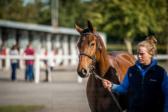 Goffs Orby 2015 -283
