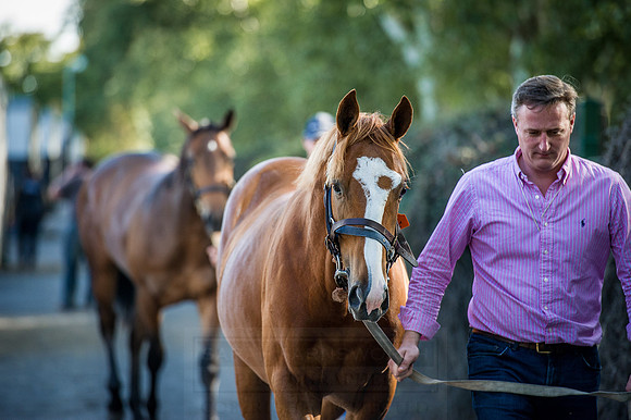 Goffs Orby 2015 -388