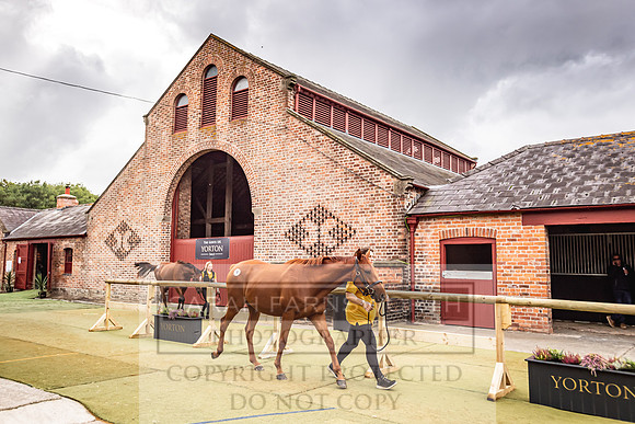 Goffs Yorton Sale 2022-87