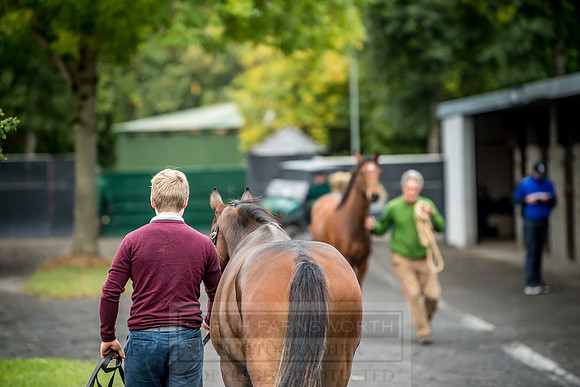 Goffs Orby 2018 Day 2-19