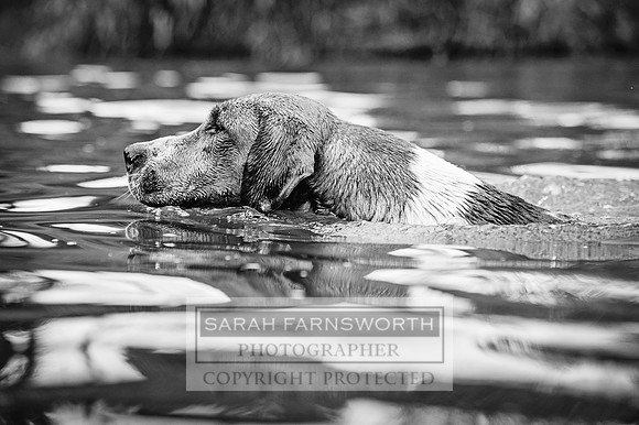Desmond 040616-180 bw