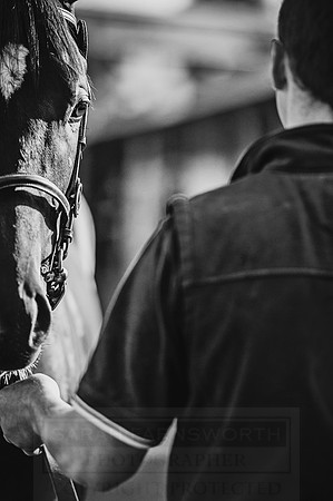 Goffs Orby 2015 -222 bw