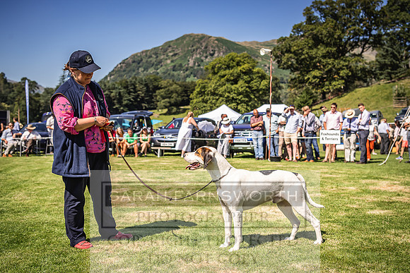 Rydal Hound Show 2022-99