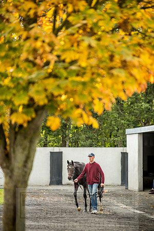 Goffs Orby 2018 Day 1-339