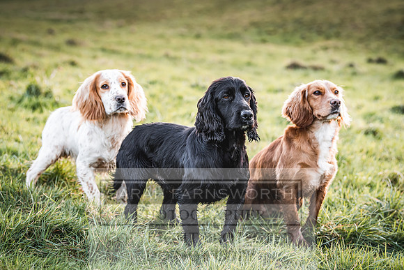 Avonmeadow Stud Dogs-136