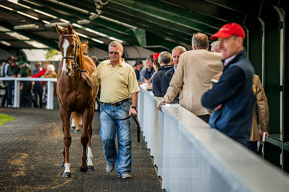 Goffs Orby 2015 -609