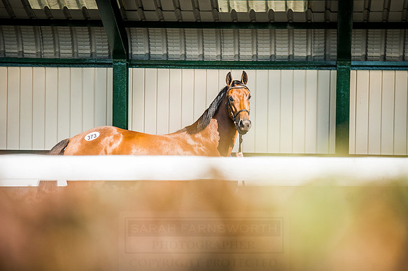 Goffs Orby 2015 -605