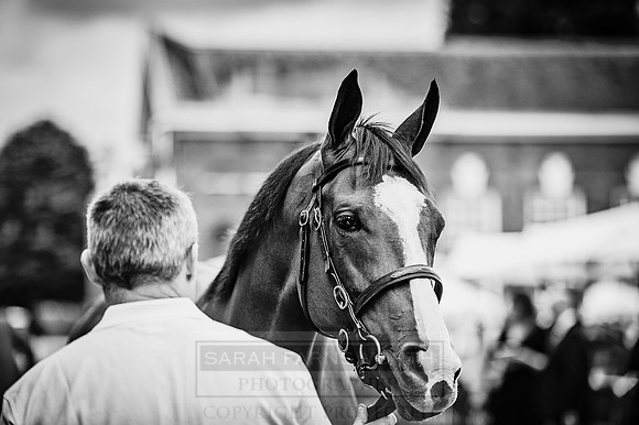 Goffs London Sale 2016-61
