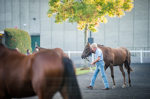 Goffs Orby 2015 -107