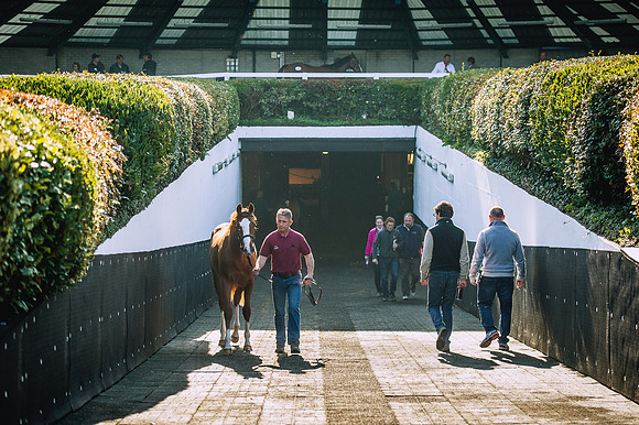 Goffs Orby 2015 -522