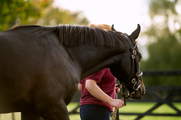 Goffs Orby14 CF1 276