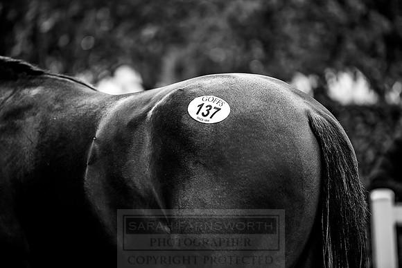Goffs Orby 2018 Day 1-329