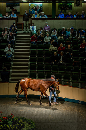 Goffs Orby 2015 -612
