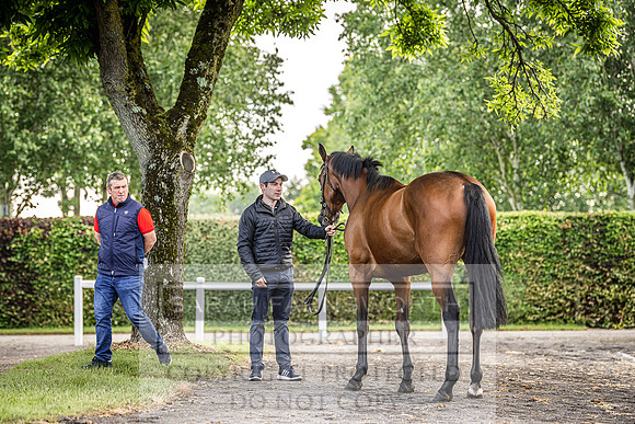 Goffs Land Rover Sale 2022-29