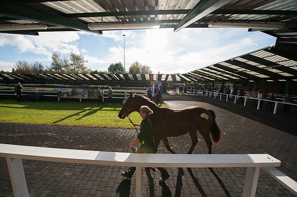 Goffs Orby14 CF8 153