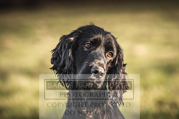 Avonmeadow Stud Dogs-118