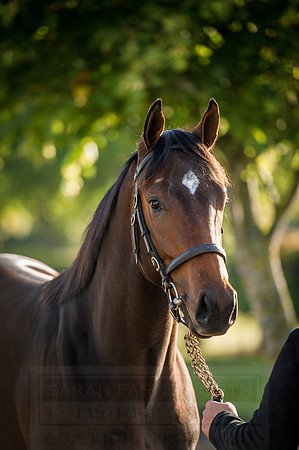 Goffs Orby 2015 -170