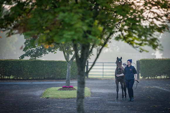 Goffs Orby 2015 -84