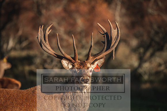 Glen Muick Deer Park-22