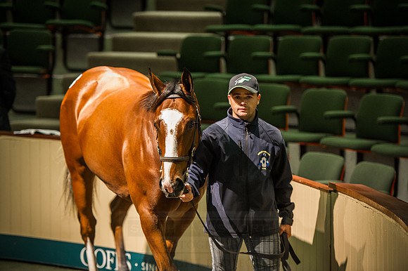 Goffs Orby 2015 -248