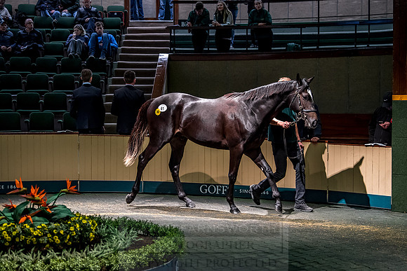 Goffs Orby 2018 Day 1-259