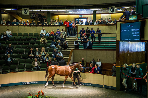 Goffs Orby 2015 -627