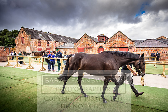 Goffs Yorton Sale 2022-17
