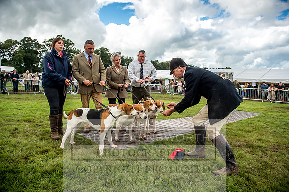Lowther Hound Show 2017-78