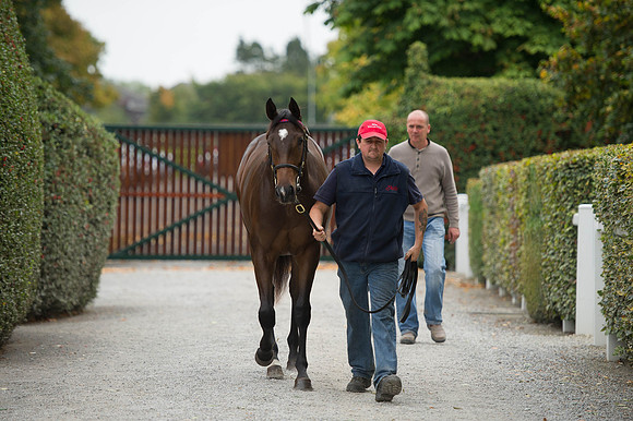 Goffs Orby14 CF5 553