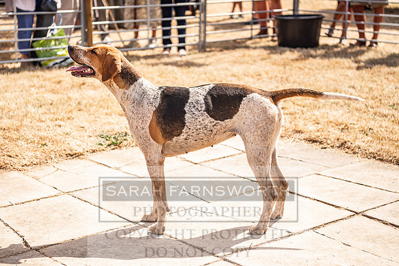 Honiton Hound Show 2022-109