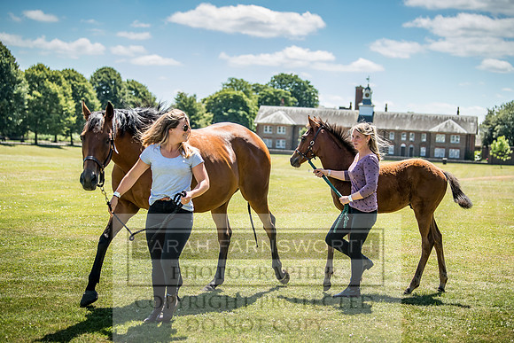 Goffs London Sale 2018-3