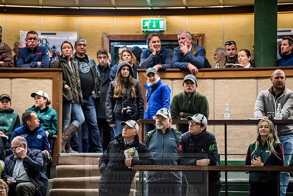 Goffs Orby 2018 Day 2-174