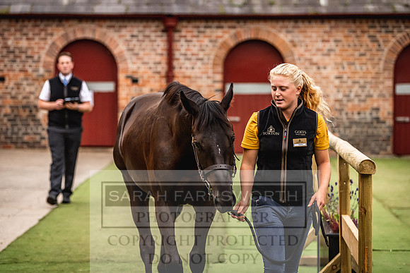 Goffs Yorton Sale 2022-71