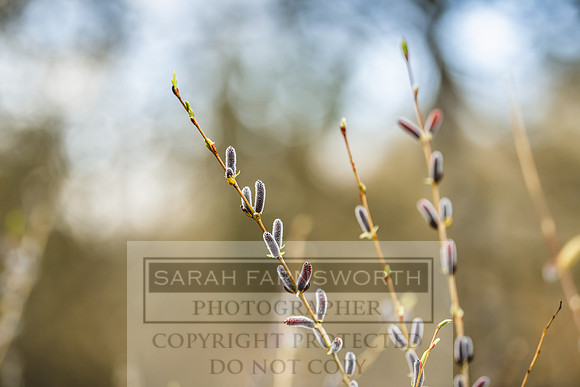 Thurlow at Heythrop 130319-612