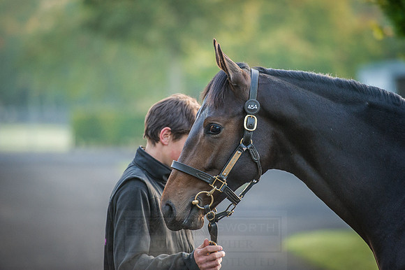 Goffs Orby 2015 -103