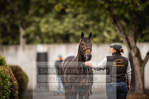 Goffs Orby 2022 Day 1-39