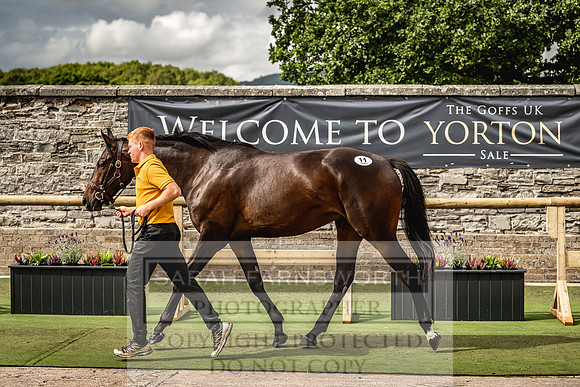Goffs Yorton Sale 2022-187