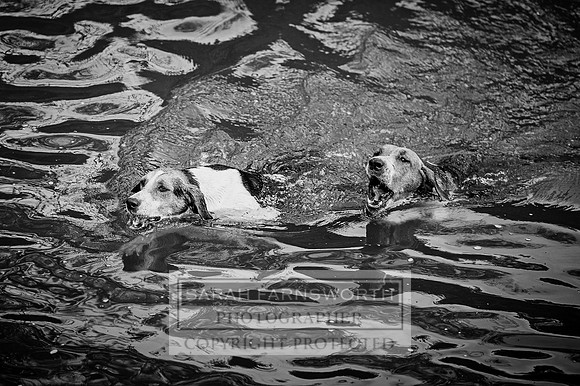 Desmond 060616-89bw
