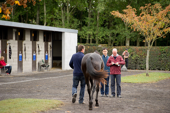 Goffs Orby14 CF10 046