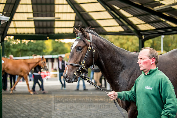 Goffs Orby 2018 Day 1-388